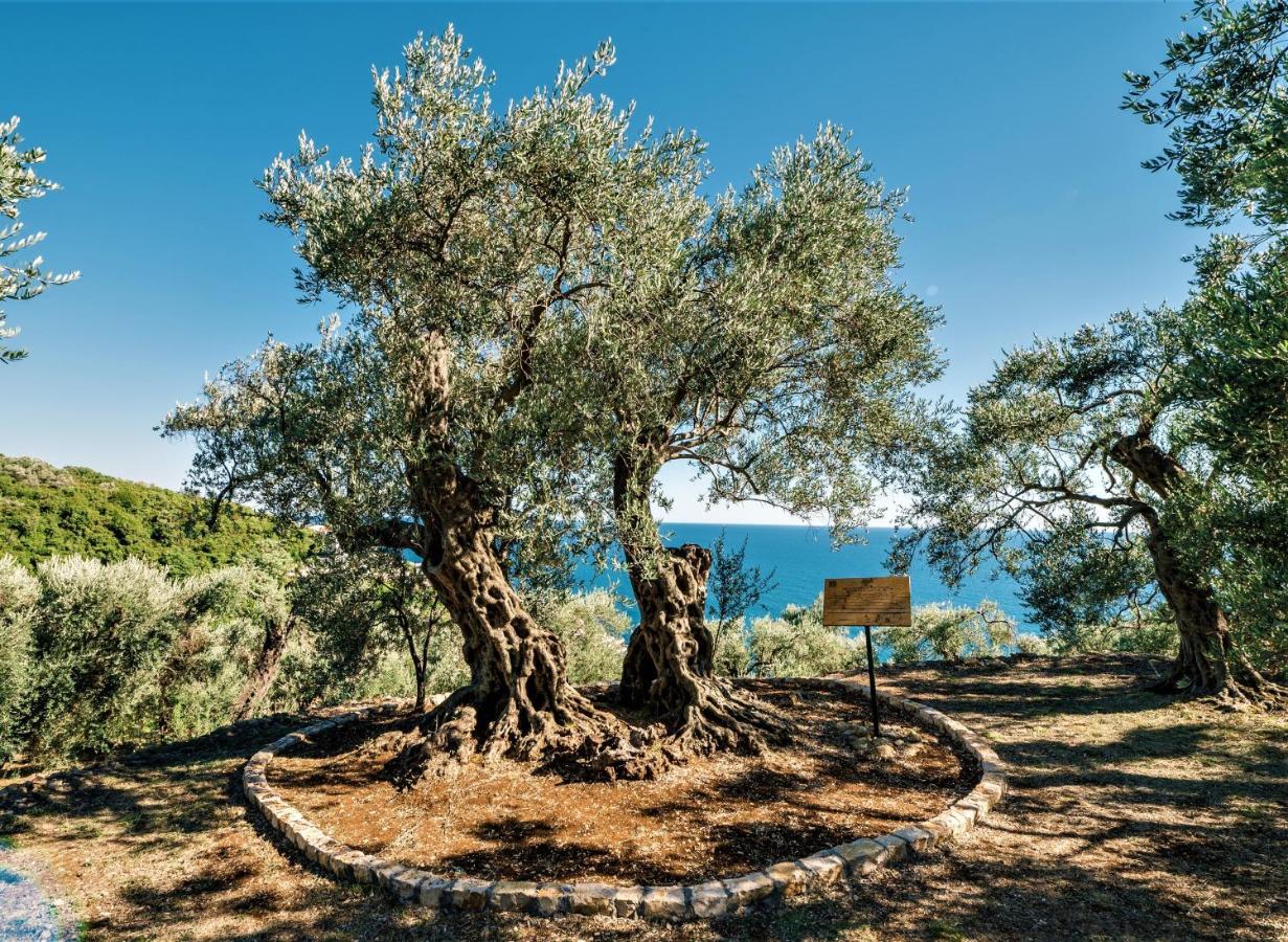Holiday Park Olive Tree Ulcinj Exteriér fotografie