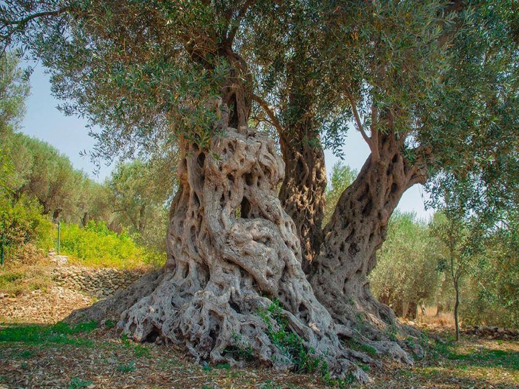 Holiday Park Olive Tree Ulcinj Exteriér fotografie